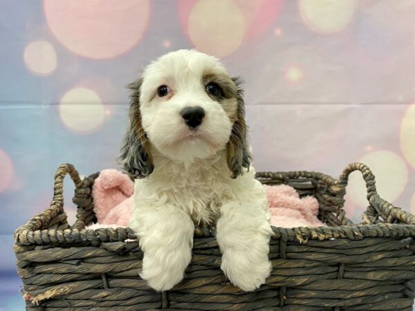 Bichon Cocker-DOG-Female-Blue Merle-21389-Petland Fort Myers, Florida