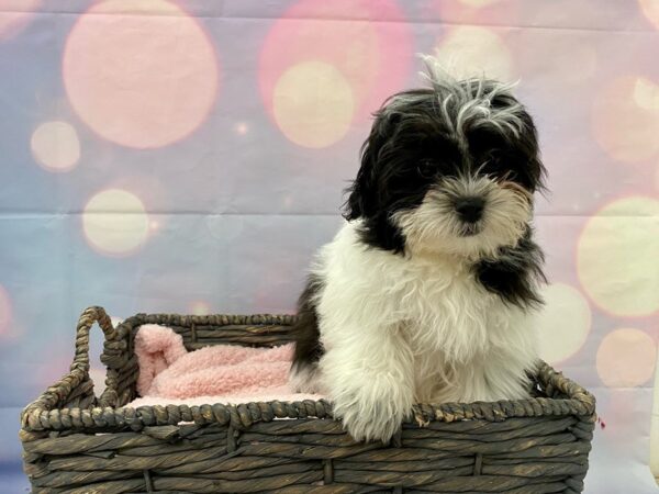 Teddy Bear (Shichon) (Zuchon) (Bichon Frise/Shih T-DOG-Male-White & Brown Parti-21299-Petland Fort Myers, Florida