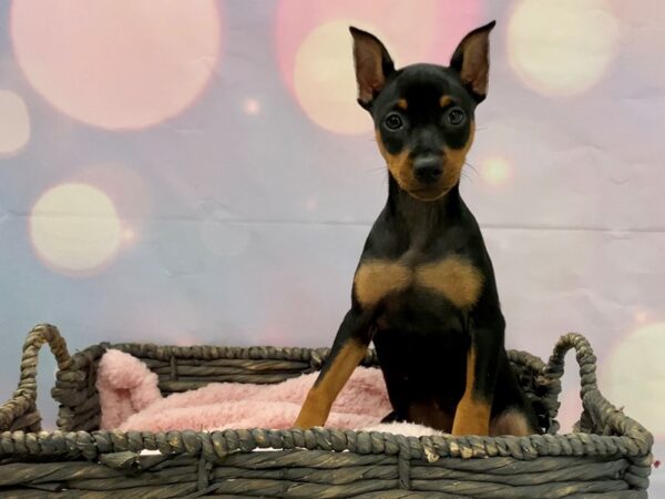 Miniature Pinscher DOG Female Black & Rust 21395 Petland Fort Myers, Florida