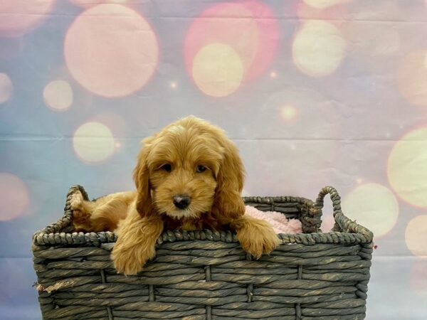 Cocker Spaniel/Poodle DOG Male Red & White 21393 Petland Fort Myers, Florida