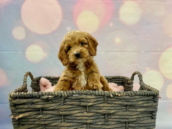 Cocker Spaniel/Miniature Poodle-DOG-Female-Apricot & White-21397-Petland Fort Myers, Florida