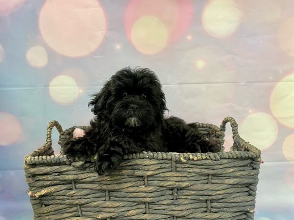 Shih-Poo (Shih Tzu/Poodle) DOG Male Black 21391 Petland Fort Myers, Florida