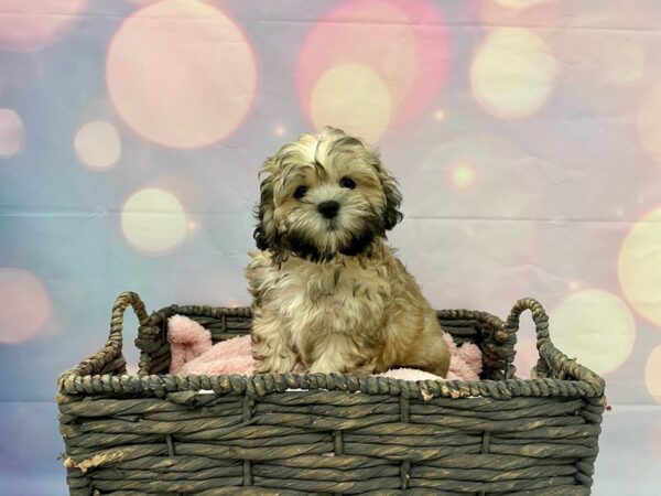 Shih-Poo (Shih Tzu/Poodle) DOG Female Tan 21392 Petland Fort Myers, Florida