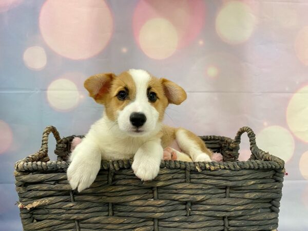 Pembroke Welsh Corgi DOG Male Red & White 21396 Petland Fort Myers, Florida