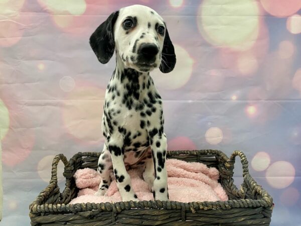 Dalmatian DOG Female White & Black 21398 Petland Fort Myers, Florida