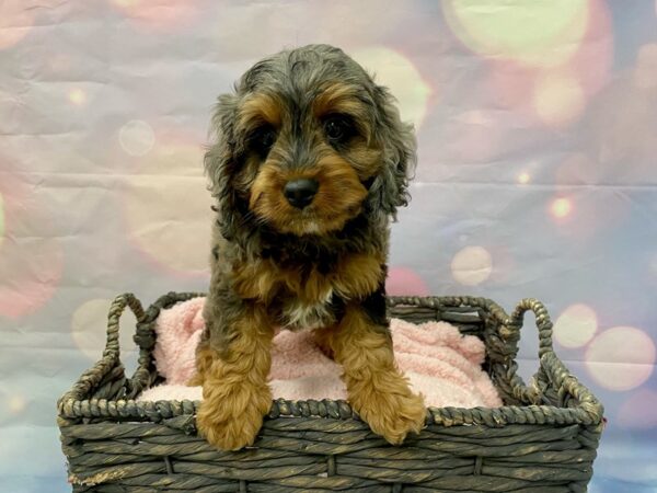 Miniature Poodle/Cocker Spaniel-DOG-Female-Blue Merle-21399-Petland Fort Myers, Florida