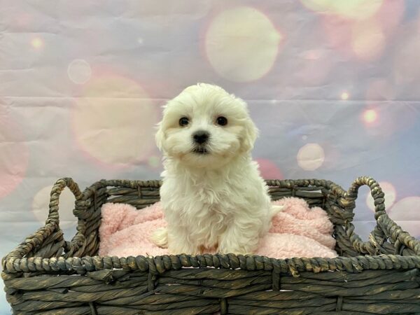 Maltese DOG Male White 21401 Petland Fort Myers, Florida