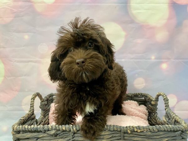 Poodle/Havanese DOG Male Chocolate 21407 Petland Fort Myers, Florida