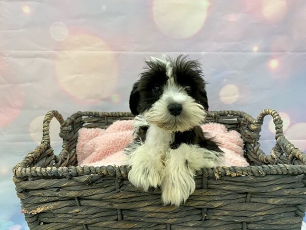 Miniature Schnauzer DOG Female Black/White/Parti 21408 Petland Fort Myers, Florida