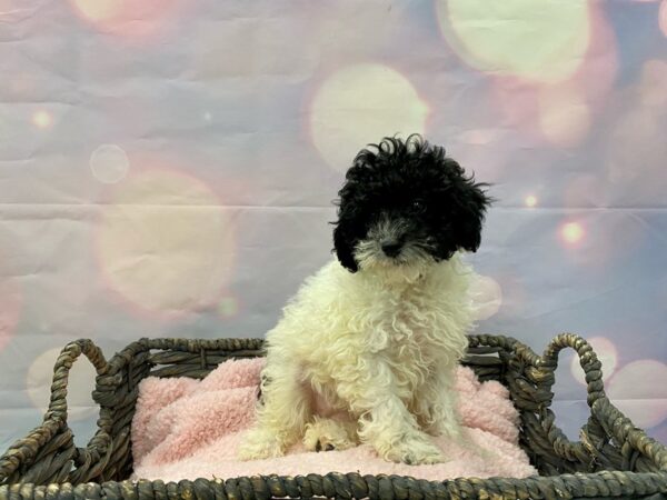 Poodle Puppy White Sable Parti Id 21410