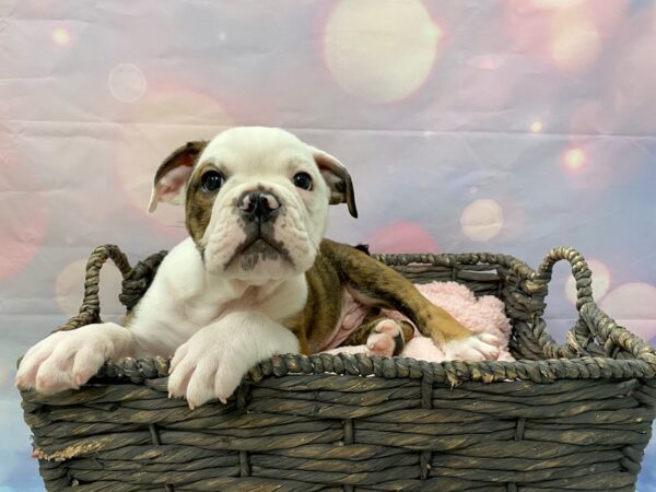 English Bulldog-DOG-Male-Fawn & White-21411-Petland Fort Myers, Florida