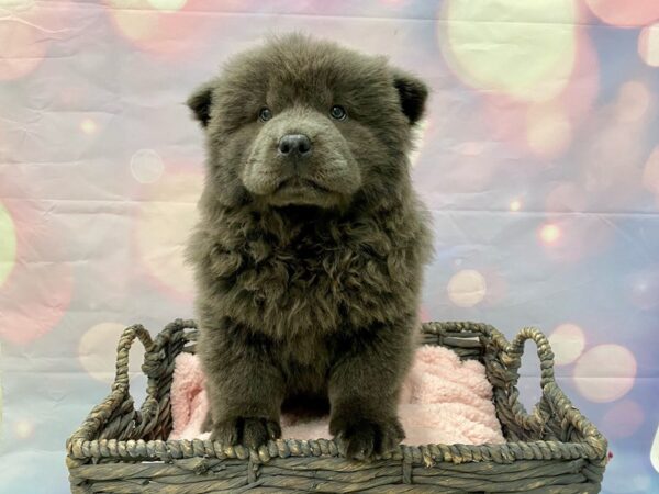 Chow Chow DOG Female Blue 21412 Petland Fort Myers, Florida