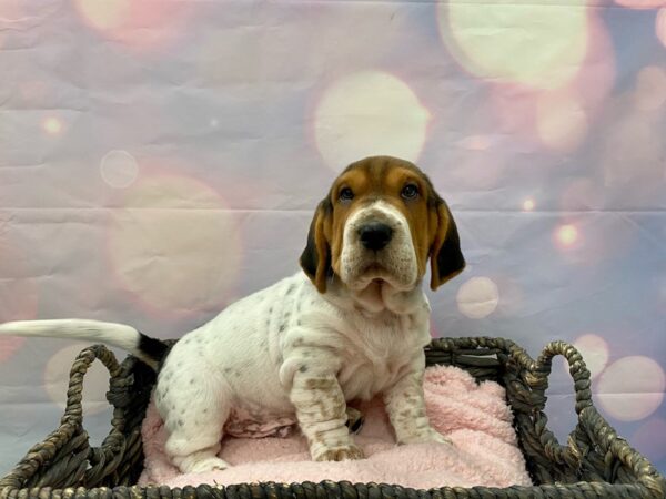 Walrus-DOG-Male-Black Tri-21413-Petland Fort Myers, Florida