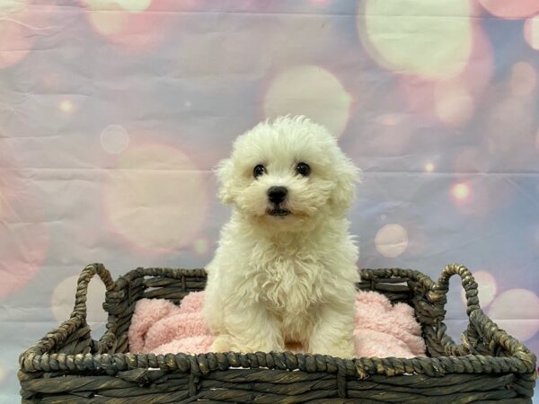 Bichon Frise DOG Female White 21414 Petland Fort Myers, Florida