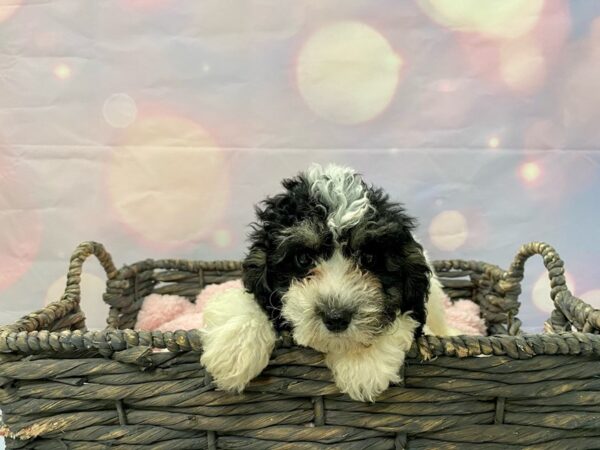 Poo Chon-DOG-Male-Cream-21415-Petland Fort Myers, Florida