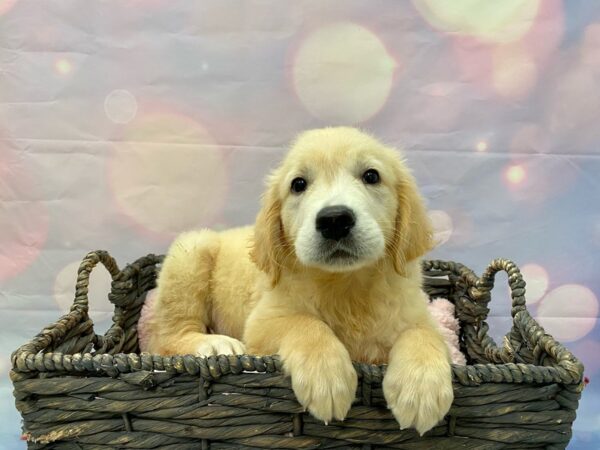 Golden Retriever DOG Male Golden 21404 Petland Fort Myers, Florida