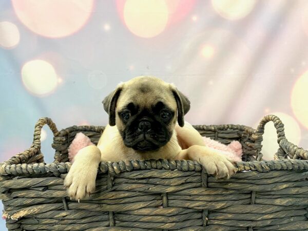 Pug DOG Male Fawn 21416 Petland Fort Myers, Florida