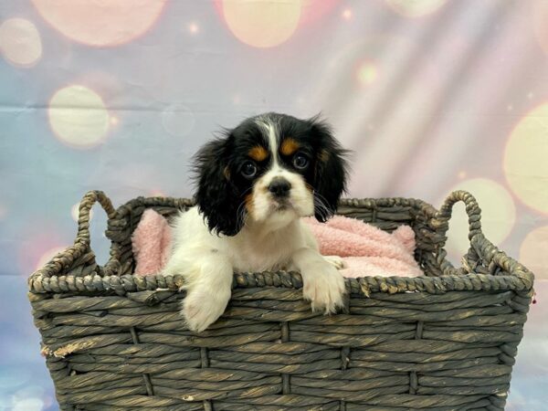 Cavalier King Charles Spaniel DOG Female Tri-Colored 21417 Petland Fort Myers, Florida