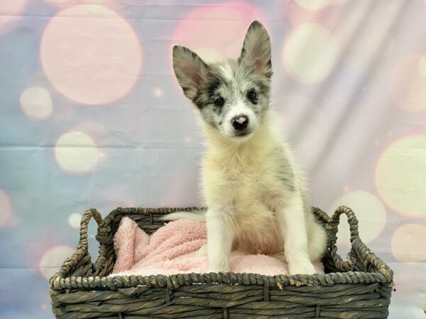 Pomeranian/Siberian Husky DOG Male Blue Merle 21418 Petland Fort Myers, Florida