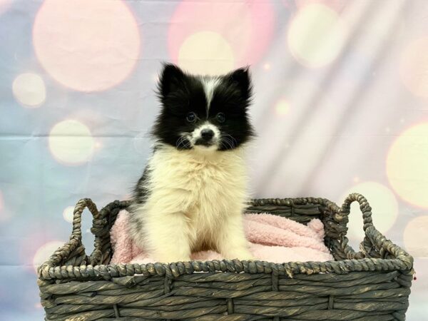 Pomeranian/Siberian Husky DOG Female White & Black 21419 Petland Fort Myers, Florida