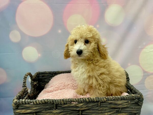 Poodle/Teddy Bear-DOG-Male-Apricot-21431-Petland Fort Myers, Florida