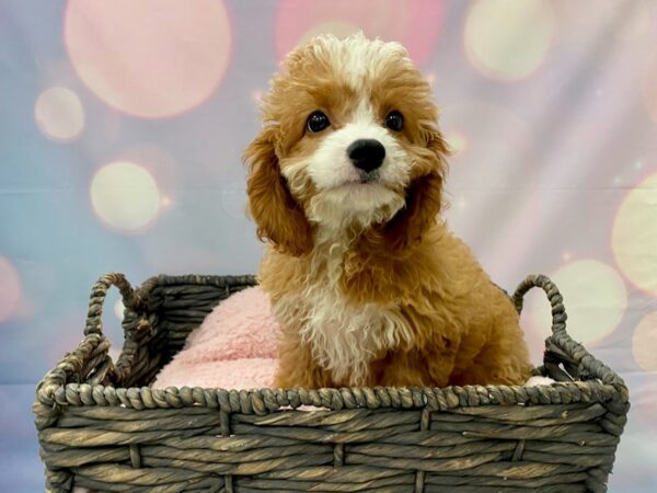 Cavachon (Cavalier/Bichon) DOG Female Red 21433 Petland Fort Myers, Florida