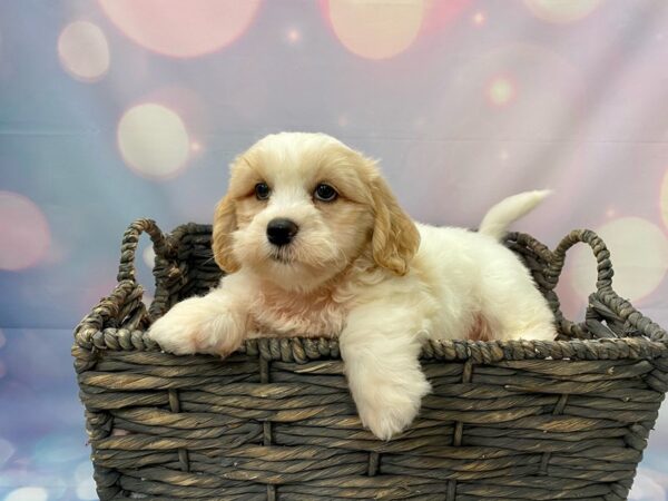 Lhasa Apso/Poodle-DOG-Male-Cream-21426-Petland Fort Myers, Florida