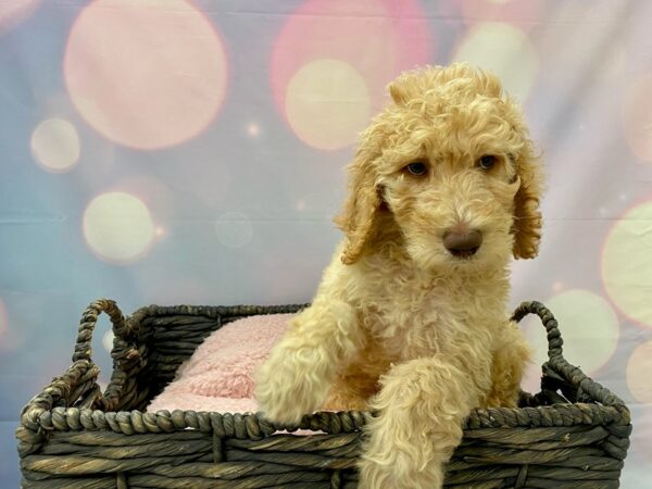 Golden Doodle DOG Male Apricot 21428 Petland Fort Myers, Florida