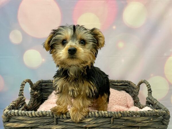 Yorkshire Terrier DOG Male Blue & Tan 21435 Petland Fort Myers, Florida