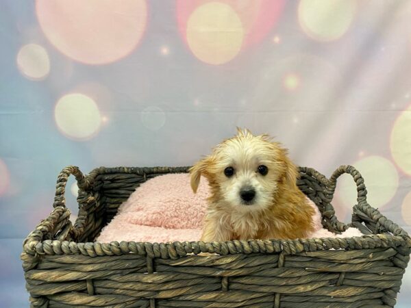 Morkie (Maltese/Yorkshire Terrier)-DOG-Male-Tan-21440-Petland Fort Myers, Florida