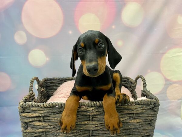 Doberman-DOG-Female-Black & Rust-21424-Petland Fort Myers, Florida