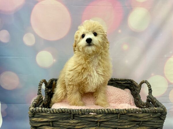 Poodle/Teddy Bear-DOG-Female-Apricot-21432-Petland Fort Myers, Florida