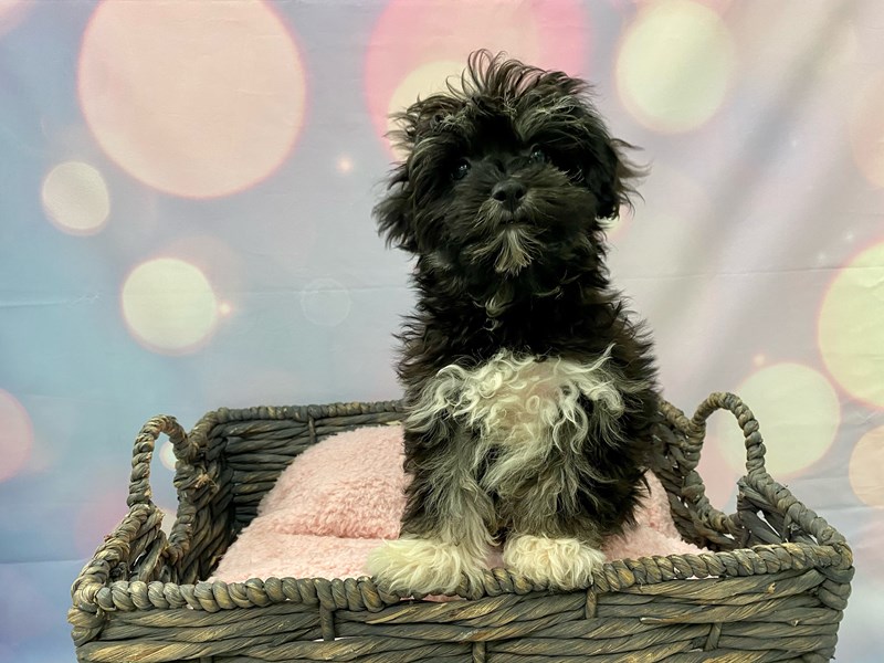 HavaneseDOGMaleBlack/Tan3288410Petland Fort Myers, Florida