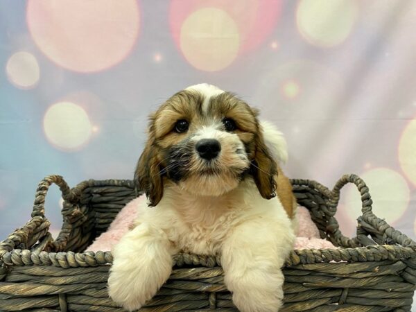 Lhasa Apso/Poodle DOG Male Charcoal 21425 Petland Fort Myers, Florida