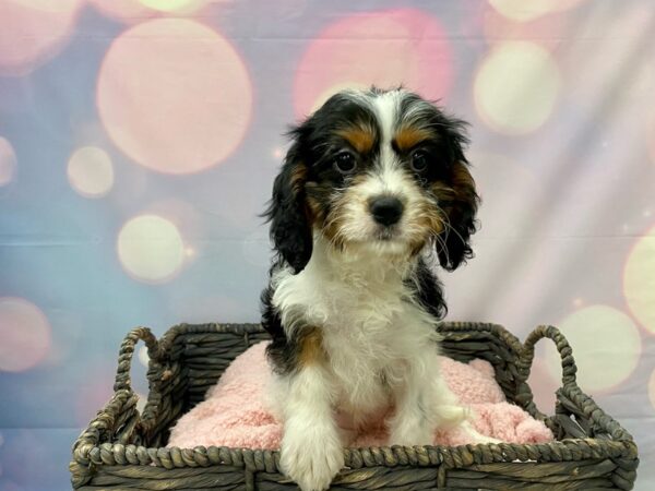 Cavachon (Cavalier/Bichon) DOG Female Tri 21436 Petland Fort Myers, Florida