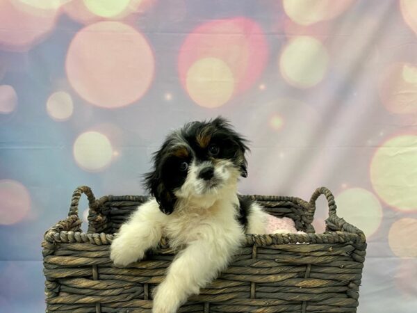 Cavachon (Cavalier/Bichon) DOG Male Tri 21437 Petland Fort Myers, Florida