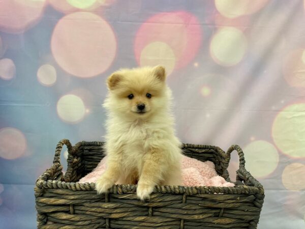 Pomeranian DOG Male Cream 21422 Petland Fort Myers, Florida