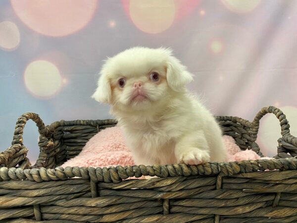 Pekingese DOG Female Lemon 21427 Petland Fort Myers, Florida