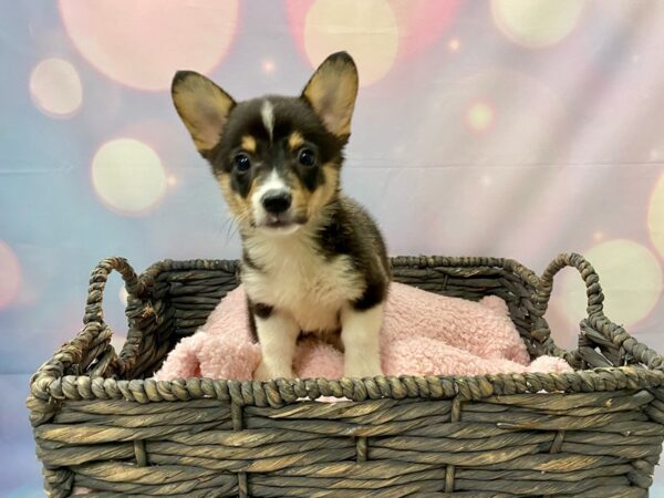 Pembroke Welsh Corgi DOG Male Black & White 21430 Petland Fort Myers, Florida