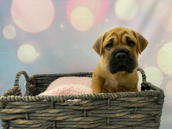 Cocker Spaniel/Shar Pei-DOG-Male-Red Chocolate-21441-Petland Fort Myers, Florida