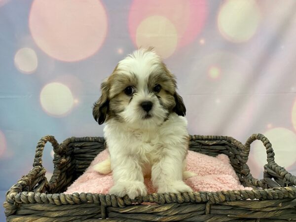 Shih-Poo (Shih Tzu/Poodle) DOG Male Tri 21438 Petland Fort Myers, Florida