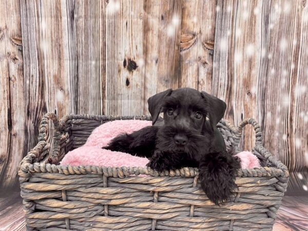 Miniature Schnauzer DOG Male Black 21456 Petland Fort Myers, Florida