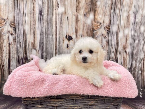 Bichon Frise DOG Male White 21455 Petland Fort Myers, Florida