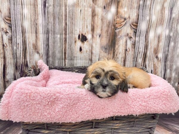 Lhasa Apso DOG Male Brown 21453 Petland Fort Myers, Florida