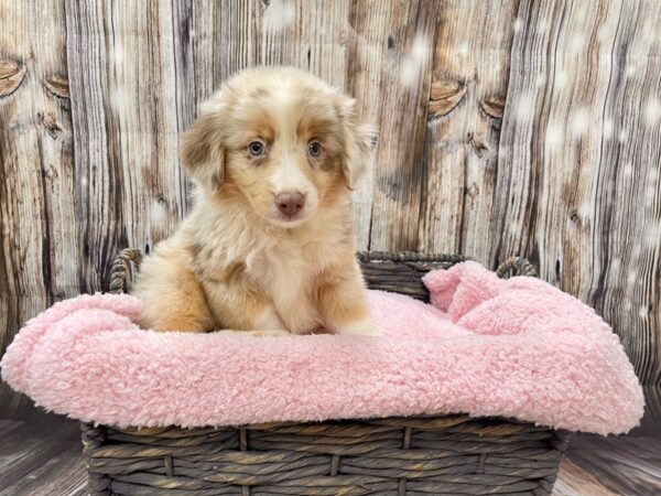 Mini Aussie DOG Male Red Merle 21452 Petland Fort Myers, Florida