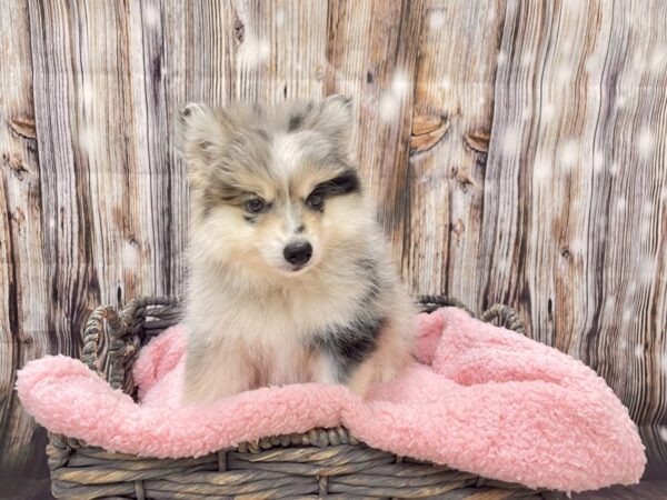 Pomeranian/Siberian Husky DOG Female Blue Merle 21451 Petland Fort Myers, Florida