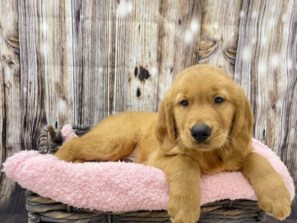 Golden Retriever DOG Male Red 21449 Petland Fort Myers, Florida