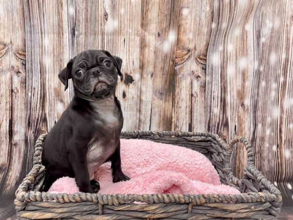 Pug DOG Female Black 21448 Petland Fort Myers, Florida