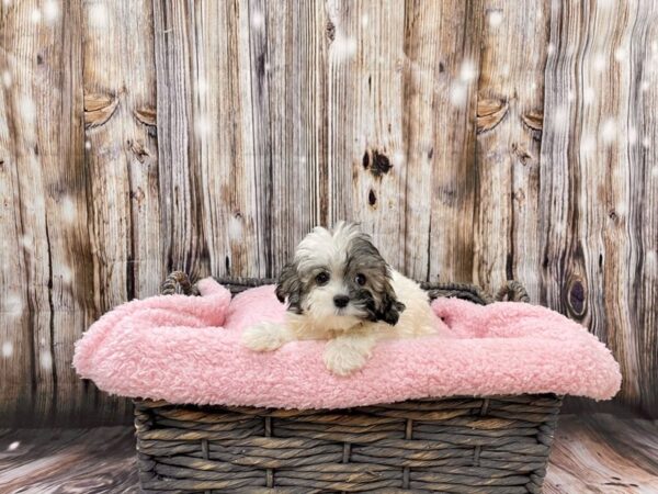 Maltipoo (Maltese/Poodle) DOG Male Gray & White 21458 Petland Fort Myers, Florida