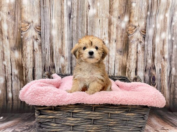 Morkie (Maltese/Yorkshire Terrier)-DOG-Male-Tan-21457-Petland Fort Myers, Florida